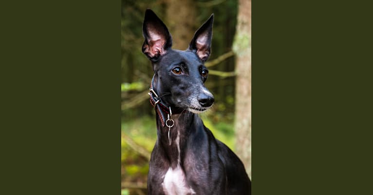 Aayla, a Whippet tested with EmbarkVet.com