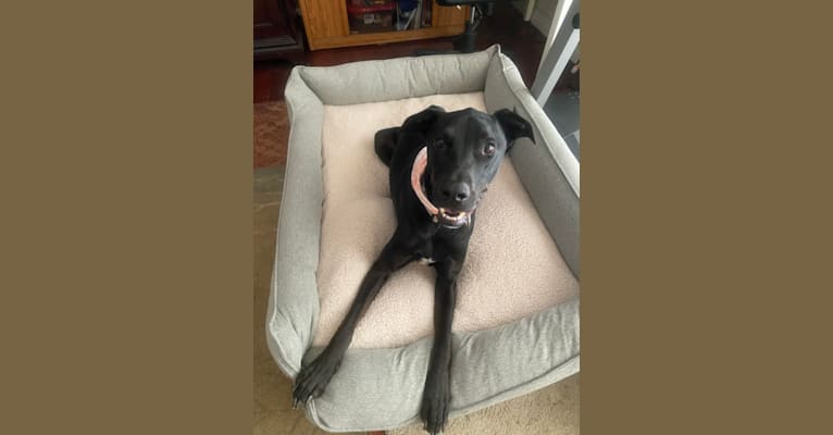 Kobe, a Dogo Argentino and Doberman Pinscher mix tested with EmbarkVet.com