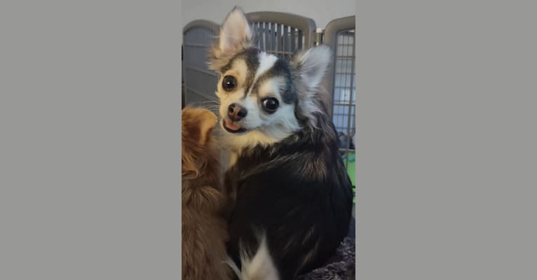Dallas, a Chihuahua tested with EmbarkVet.com