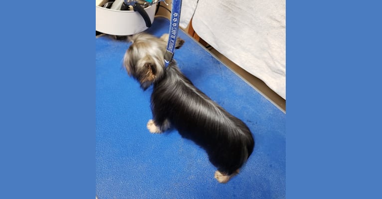 Glitch, a Yorkshire Terrier tested with EmbarkVet.com