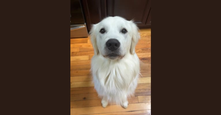 WAHLE GENE DEMENT, a Golden Retriever tested with EmbarkVet.com