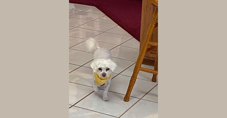 Photo of Buddy, a Maltese and Chihuahua mix in Albuquerque, New Mexico, USA