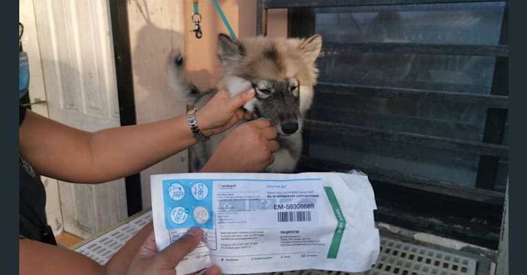 Mira, a Siberian Husky tested with EmbarkVet.com