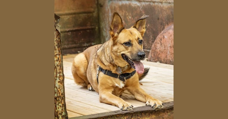 Max, a German Shepherd Dog and Rat Terrier mix tested with EmbarkVet.com