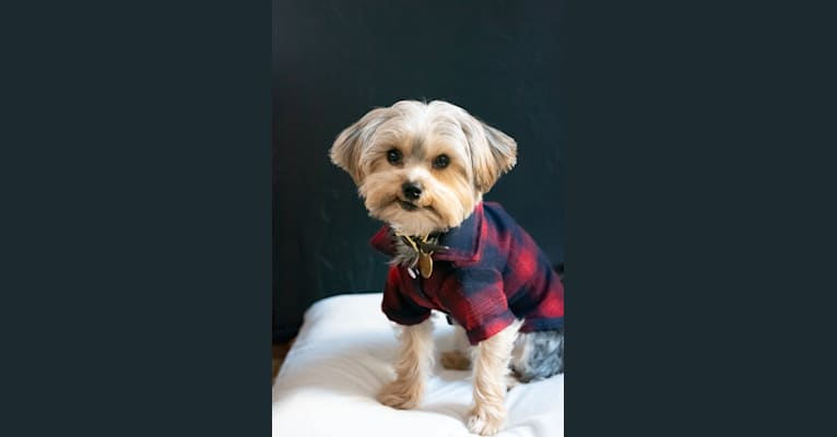 iota, a Yorkshire Terrier and Maltese mix tested with EmbarkVet.com