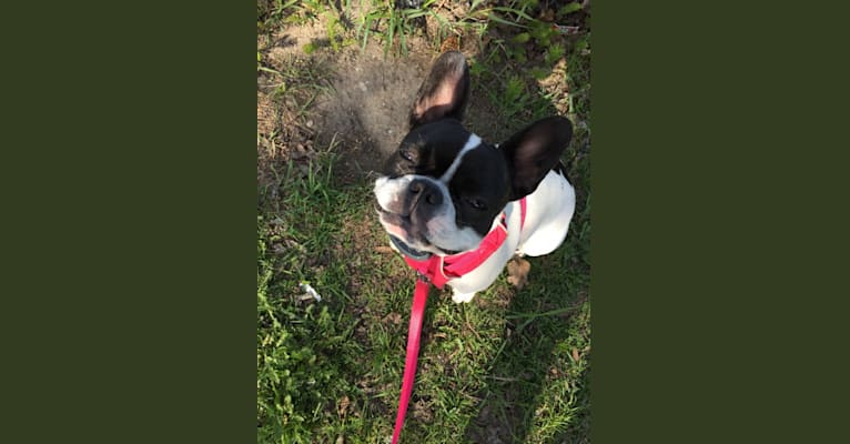 Photo of WILLOW, a French Bulldog  in Ukraine