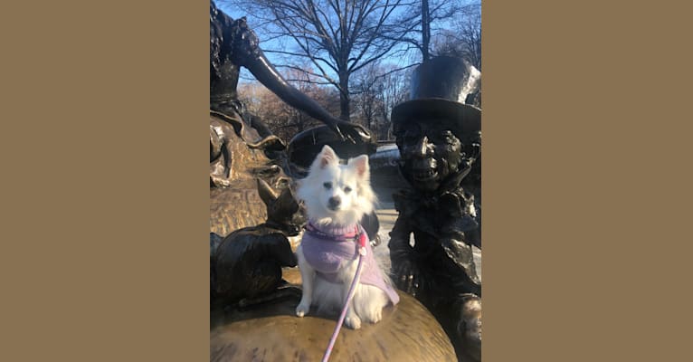 Schlott, an American Eskimo Dog tested with EmbarkVet.com