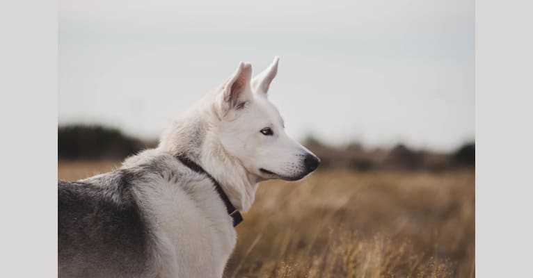 Sheba, a Siberian Husky and Alaskan Malamute mix tested with EmbarkVet.com