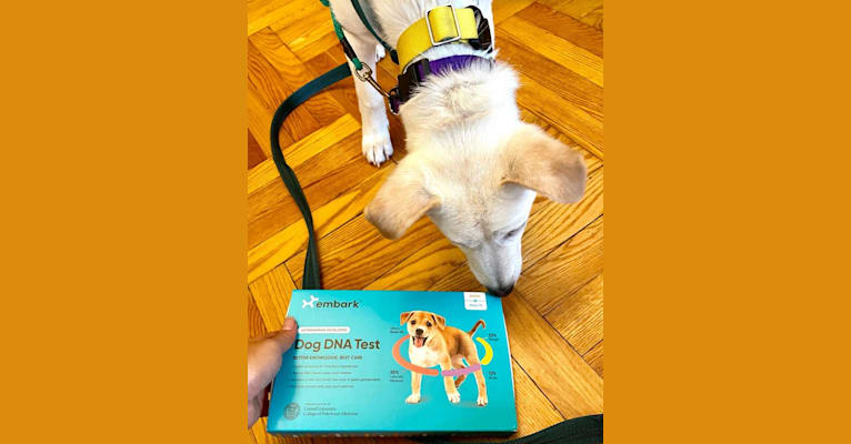 Rollie, a Japanese or Korean Village Dog tested with EmbarkVet.com