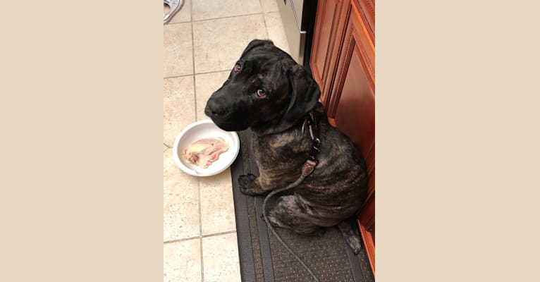 Artie, a Cane Corso tested with EmbarkVet.com