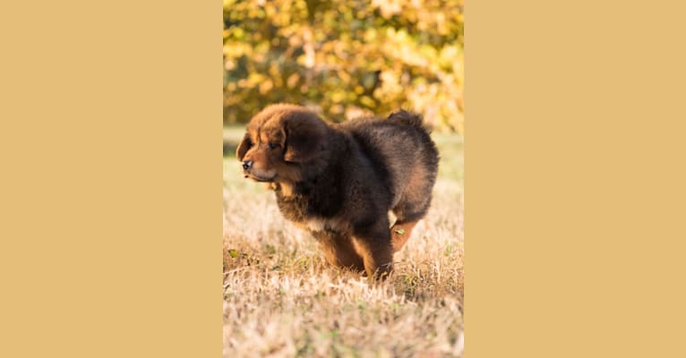 Akela, a Tibetan Mastiff tested with EmbarkVet.com