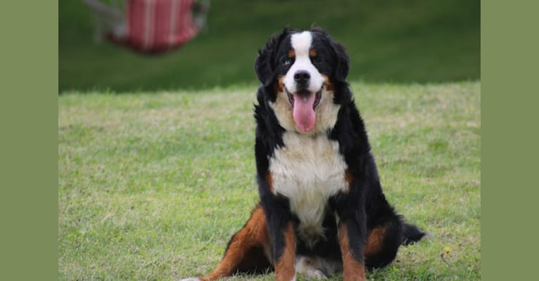 Odin, a Bernese Mountain Dog tested with EmbarkVet.com