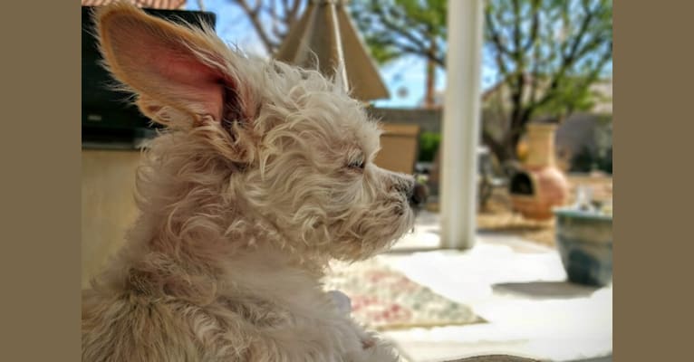 Photo of Scruffs, a Lhasa Apso, Boston Terrier, Poodle (Small), and Chihuahua mix in Las Vegas, Nevada, USA