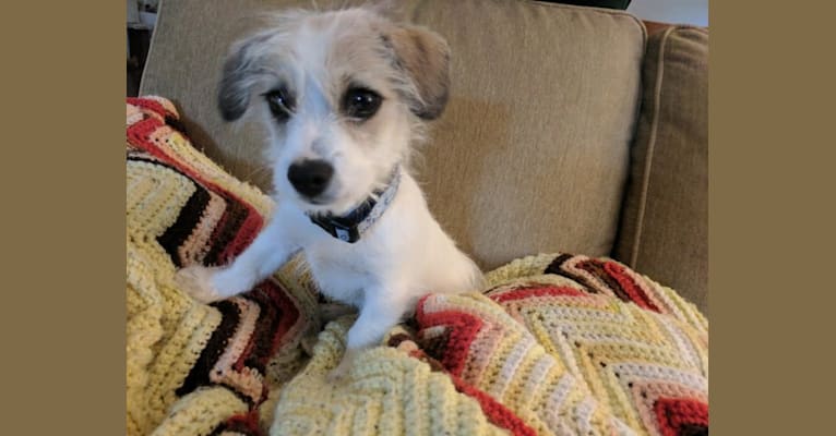 buddy, a Chihuahua and Poodle (Small) mix tested with EmbarkVet.com