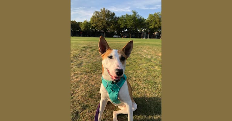 Photo of Coco, a Bull Terrier, American Pit Bull Terrier, and Siberian Husky mix in Houston, Texas, USA
