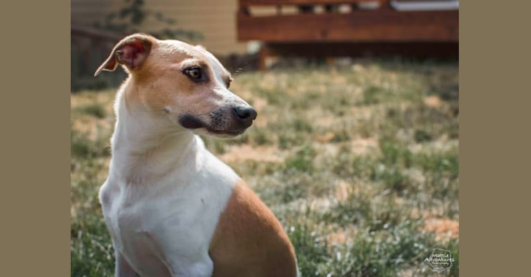 Katie, a Rat Terrier tested with EmbarkVet.com