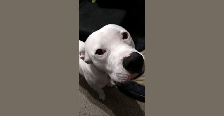 Bastion, a Staffordshire Terrier and Bulldog mix tested with EmbarkVet.com