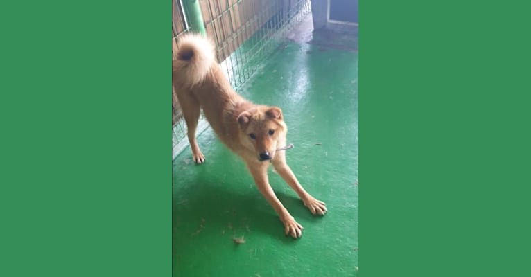 Samson, a Japanese or Korean Village Dog tested with EmbarkVet.com