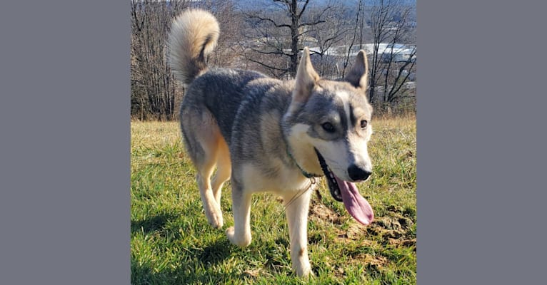 Khatsky, a Siberian Husky and Alaskan Malamute mix tested with EmbarkVet.com