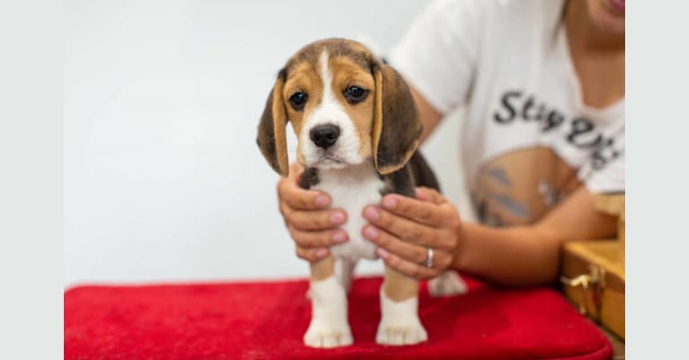 Daisy, a Beagle tested with EmbarkVet.com