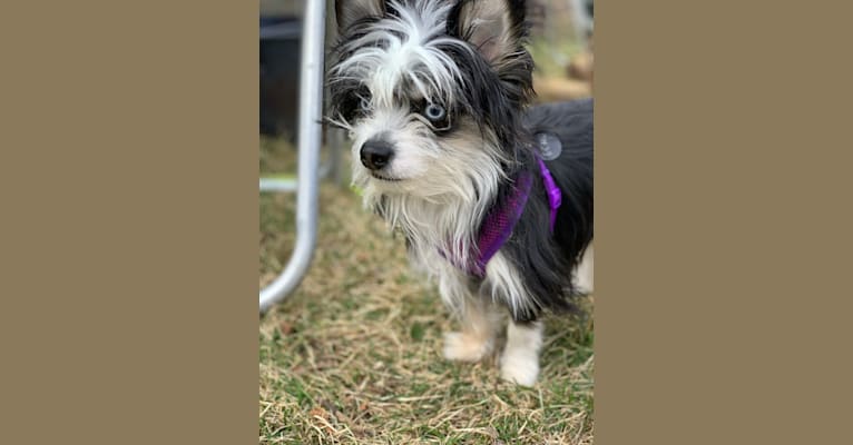 Photo of Echo, a Chihuahua, Miniature Pinscher, and Yorkshire Terrier mix in Battle Creek, Michigan, USA