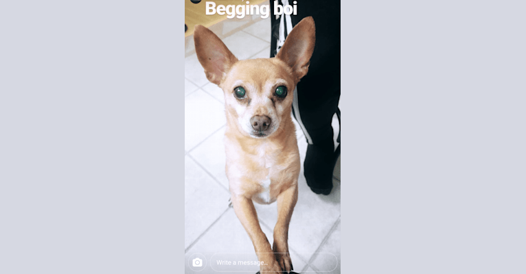 Cappo, a Chihuahua and Miniature Pinscher mix tested with EmbarkVet.com