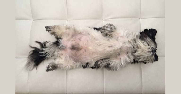 Merf Dinosaurpizza, a Shih Tzu tested with EmbarkVet.com