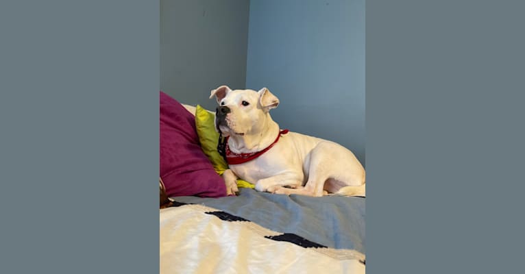 Photo of Fetty, an American Pit Bull Terrier, American Staffordshire Terrier, and Mixed mix in Richmond, Virginia, USA