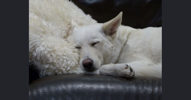 White shepherd great pyrenees mix online