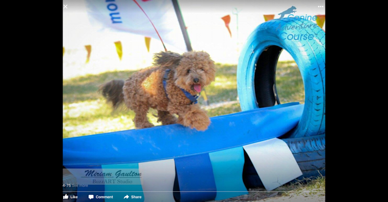 Teddy, a Poodle (Small) tested with EmbarkVet.com
