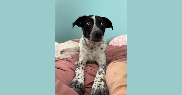 Riley, an Australian Cattle Dog and American Pit Bull Terrier mix tested with EmbarkVet.com
