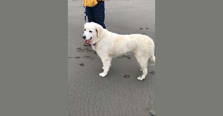 Photo of Tillie, a Newfoundland, Golden Retriever, and Poodle (Standard) mix in Gold Beach, Oregon, USA
