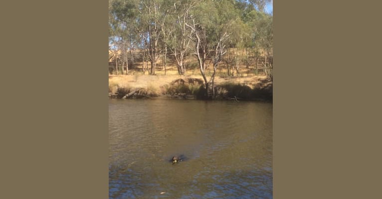 Laity Sampson, a Murray River Retriever tested with EmbarkVet.com