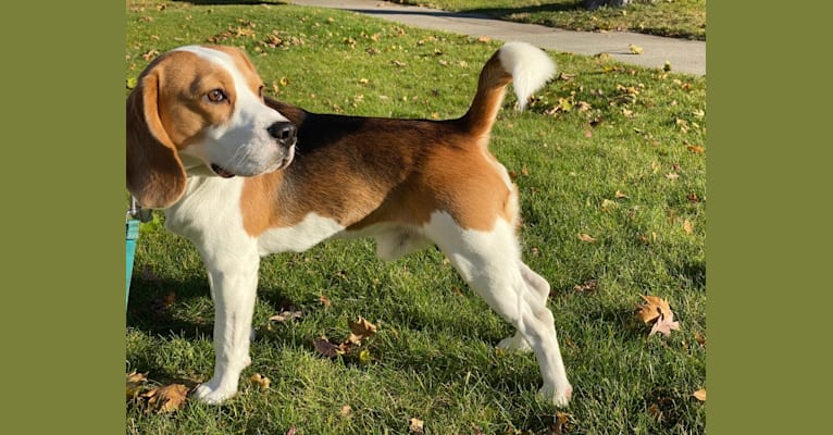 Casey, a Beagle tested with EmbarkVet.com
