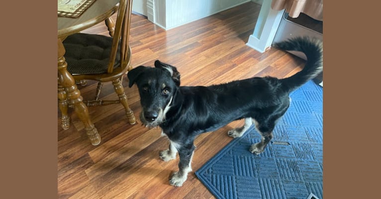 River, a Siberian Husky and Poodle (Standard) mix tested with EmbarkVet.com