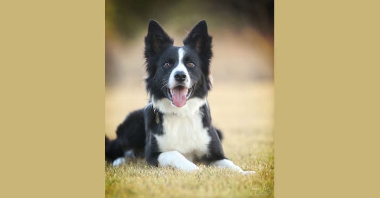 Shine On’s A Great Deal of Bravery “Neville”, a Border Collie tested with EmbarkVet.com