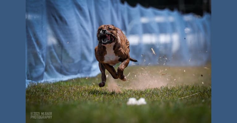 Trip, an American Bulldog tested with EmbarkVet.com