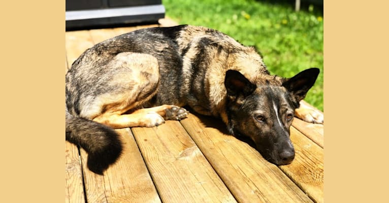 Dakota, a German Shepherd Dog and Norwegian Elkhound mix tested with EmbarkVet.com