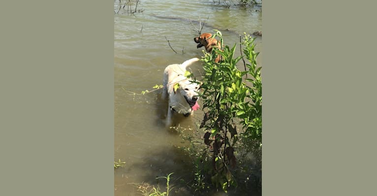 Nelly, a Labrador Retriever and Anatolian Shepherd Dog mix tested with EmbarkVet.com