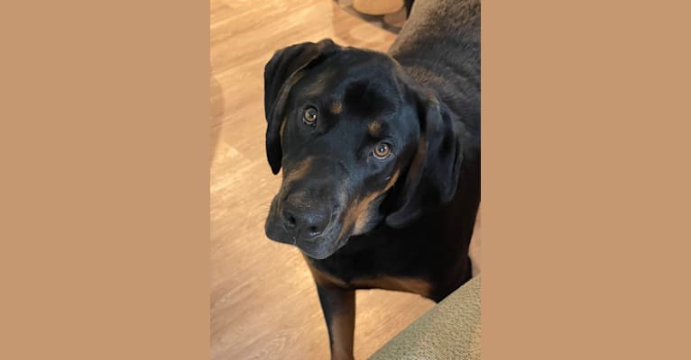 Tucker, a Rottweiler and Black and Tan Coonhound mix tested with EmbarkVet.com