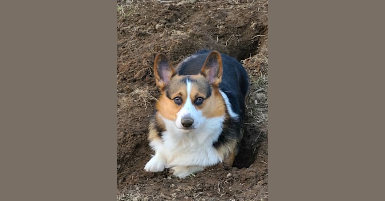 Jackson, a Pembroke Welsh Corgi tested with EmbarkVet.com