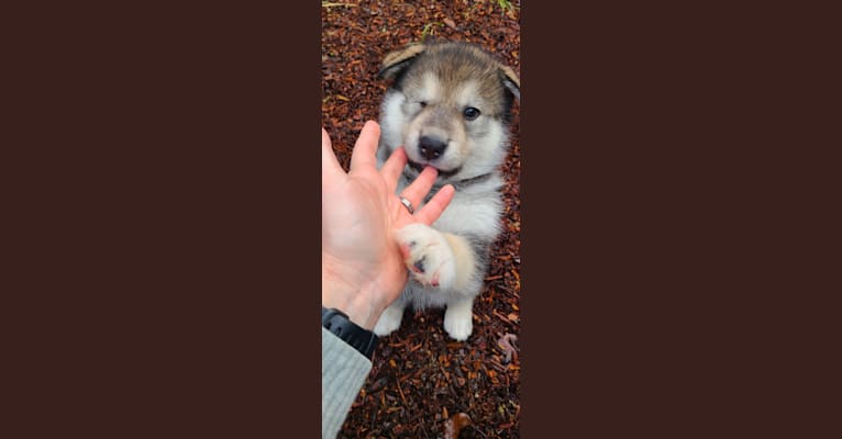 Sora, an Alaskan Malamute tested with EmbarkVet.com