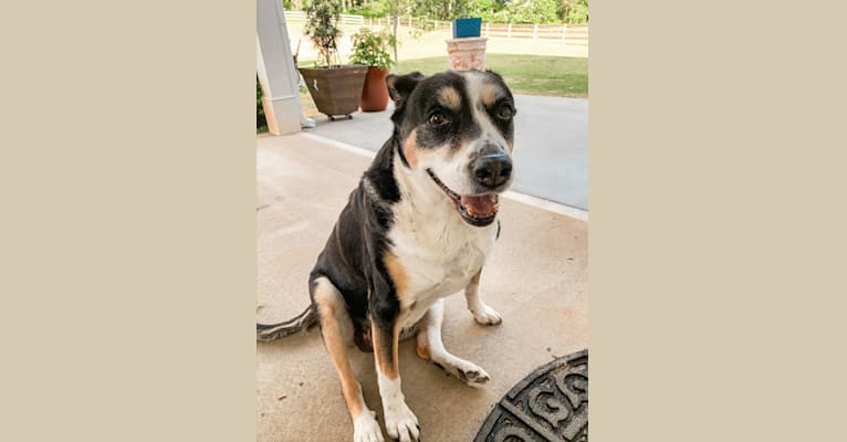 Pita, an American Pit Bull Terrier and Labrador Retriever mix tested with EmbarkVet.com