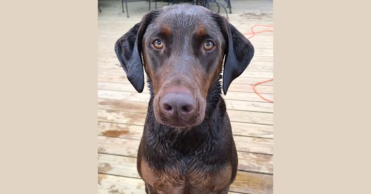 Minerva, a Doberman Pinscher and Golden Retriever mix tested with EmbarkVet.com