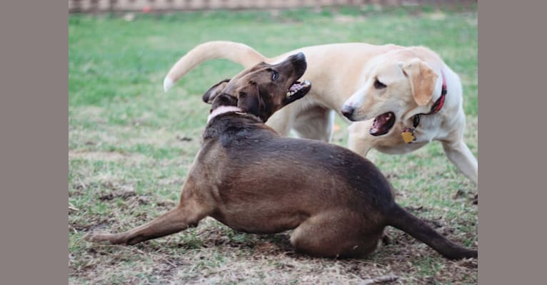 Nokona, an American Pit Bull Terrier and Labrador Retriever mix tested with EmbarkVet.com