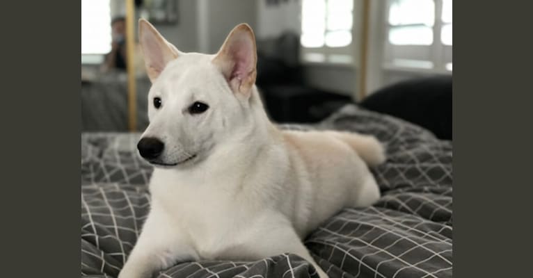 Kobe, a Shiba Inu tested with EmbarkVet.com