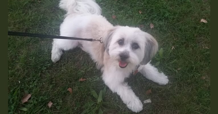 George, a Shih Tzu and Poodle (Small) mix tested with EmbarkVet.com