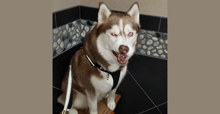 Zelda, a Siberian Husky tested with EmbarkVet.com