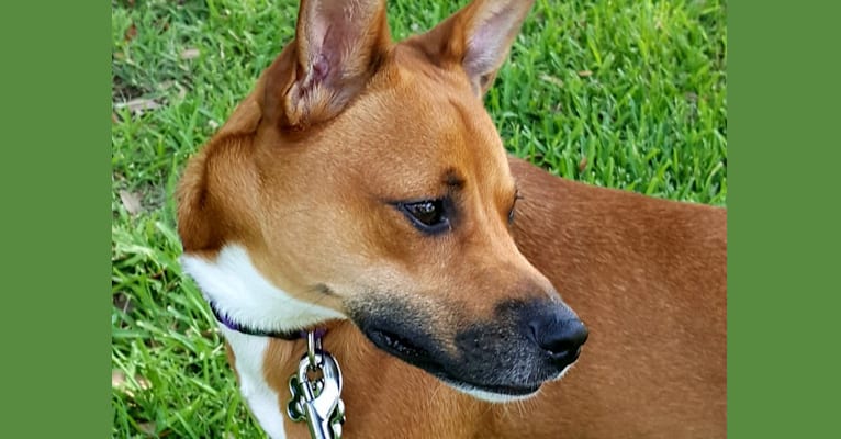 Bella, an Australian Cattle Dog and Rat Terrier mix tested with EmbarkVet.com