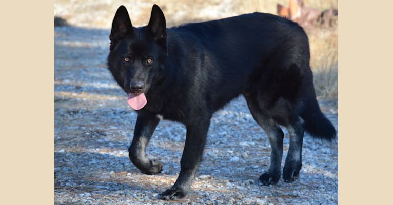 Rancor, a German Shepherd Dog and Alaskan Malamute mix tested with EmbarkVet.com